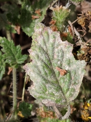 Phacelia malvifolia