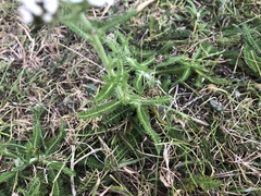 Achillea millefolium