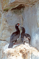 Leucocarbo magellanicus