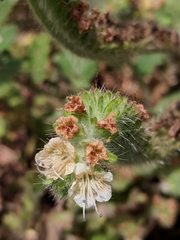 Phacelia malvifolia