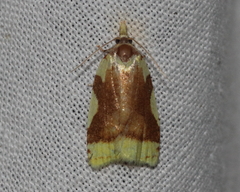 Cenopis niveana