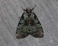 Leuconycta lepidula