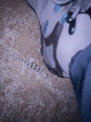 Ptenopus garrulus maculatus