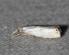 Microcrambus biguttellus