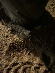 Ptenopus garrulus maculatus