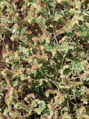 Phacelia malvifolia