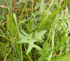 Sonchus tenerrimus