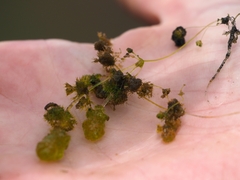 Nitella hyalina
