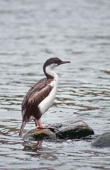 Leucocarbo georgianus