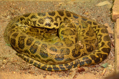 Yellow Anaconda photo 5