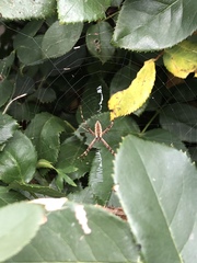 Argiope aurantia