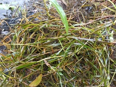 Potamogeton compressus