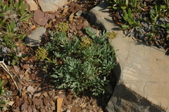 Podistera yukonensis