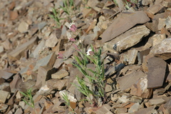 Silene repens