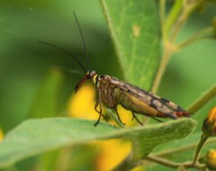 Panorpa cognata