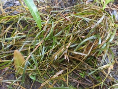Potamogeton compressus