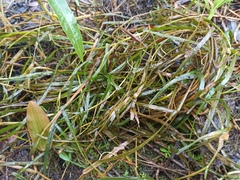 Potamogeton compressus