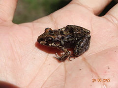 Leptodactylus troglodytes