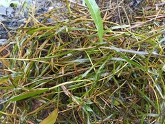 Potamogeton compressus