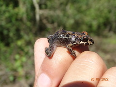 Leptodactylus troglodytes