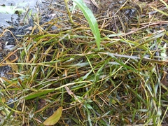 Potamogeton compressus