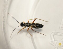 Globiceps flavomaculatus