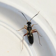 Globiceps flavomaculatus