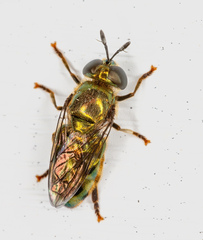 Microdon craigheadii