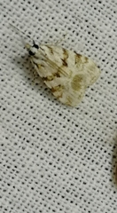 Scoparia ingratella