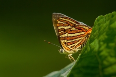 Cigaritis vulcanus
