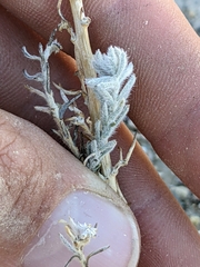 Neokochia americana