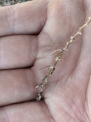Neokochia americana