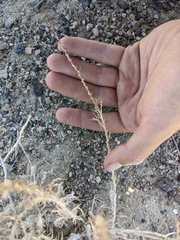 Neokochia americana