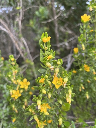 Image of Coast Twinleaf (Roepera fuscata) by (c) Charleen Brunke, some rights reserved (CC BY)