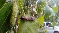 Pentatoma rufipes