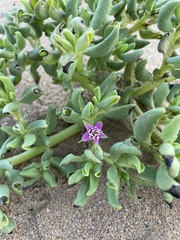 Sesuvium sesuvioides