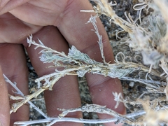 Neokochia americana