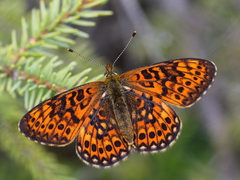Boloria eunomia