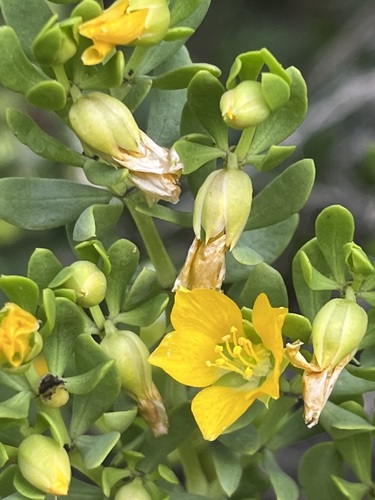 Coast Twinleaf (Roepera fuscata)