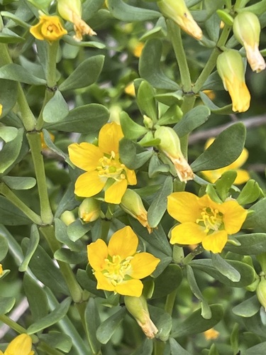 Image of Roepera fuscata by (c) Charleen Brunke, some rights reserved (CC BY)