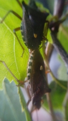Pentatoma rufipes