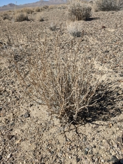 Neokochia americana