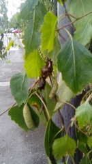 Pentatoma rufipes
