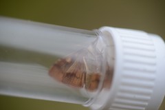 Mnesictena flavidalis