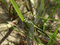 Stylurus flavipes