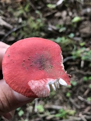 Russula peckii