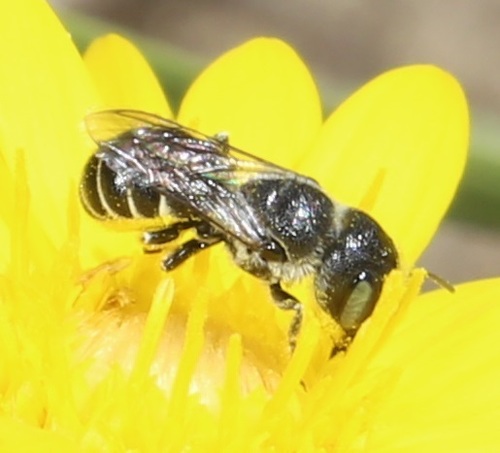 Mason bee