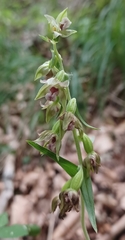 Epipactis leptochila neglecta
