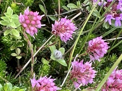 Erica spiculifolia