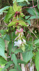 Leycesteria formosa